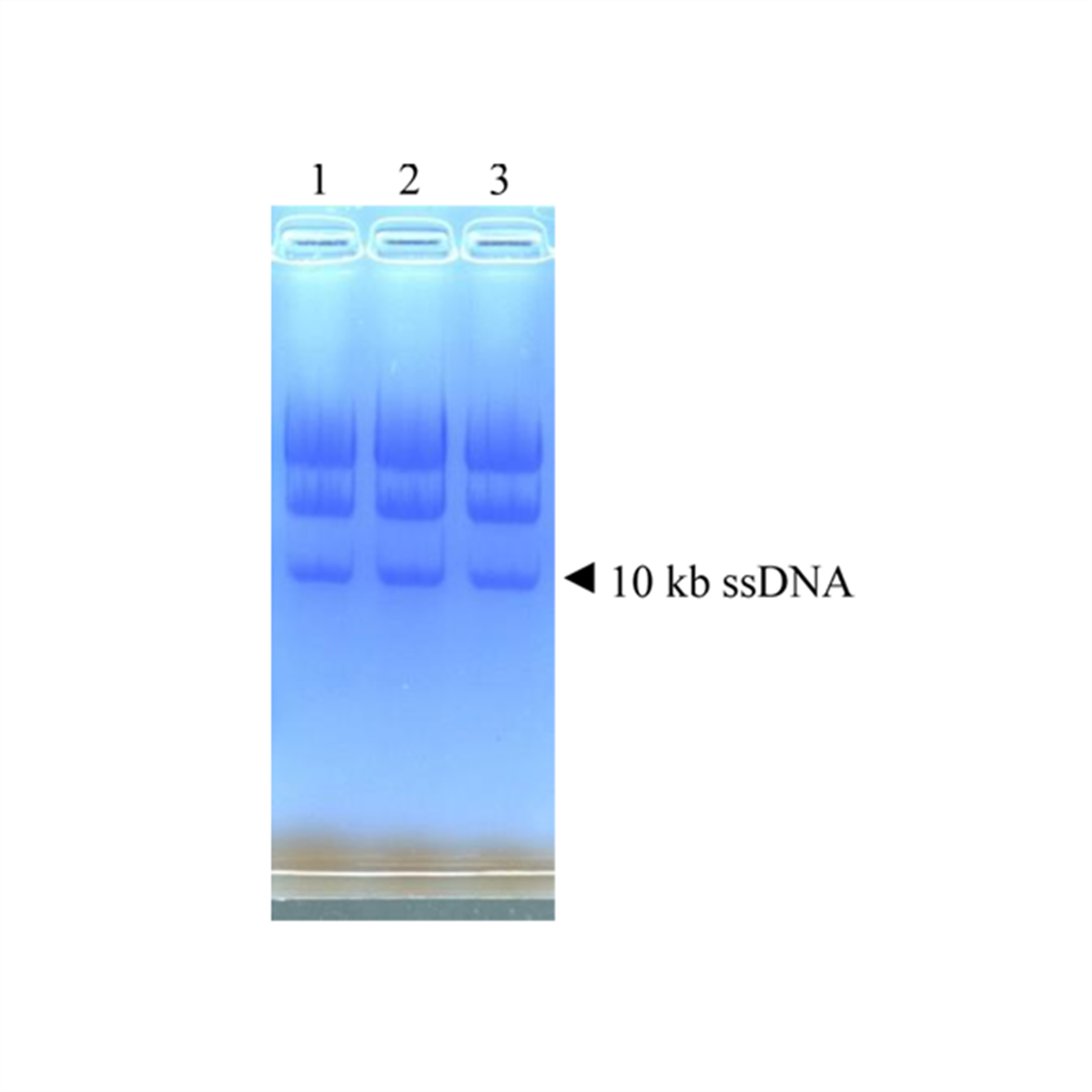 /Content/Upload/Product/DS635_Fig4_1200_1200.png