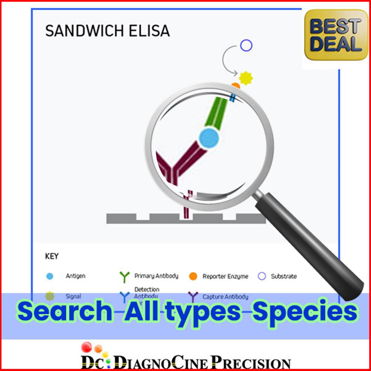 /Content/Upload/Product/ELISA_Searchibg_Red_Line_w1200_Diagnocine_1200.jpg