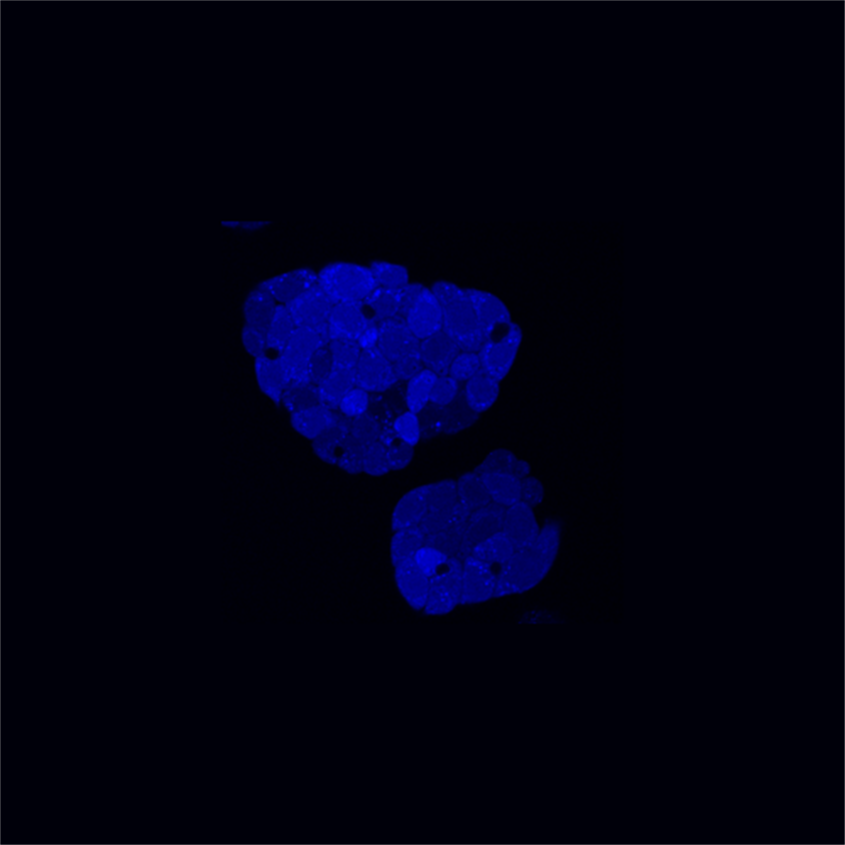 /Content/Upload/Product/FAO_Blue-1_1200.png