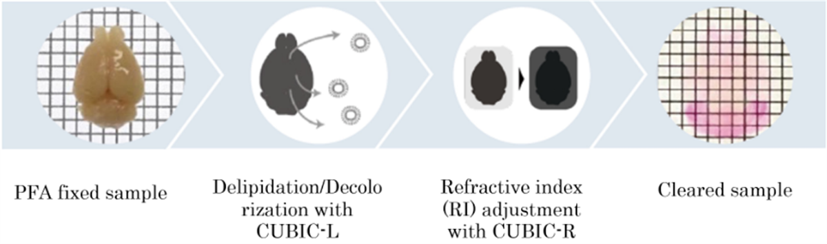 /Content/Upload/Product/FNK-CSCR001_1200_9.png