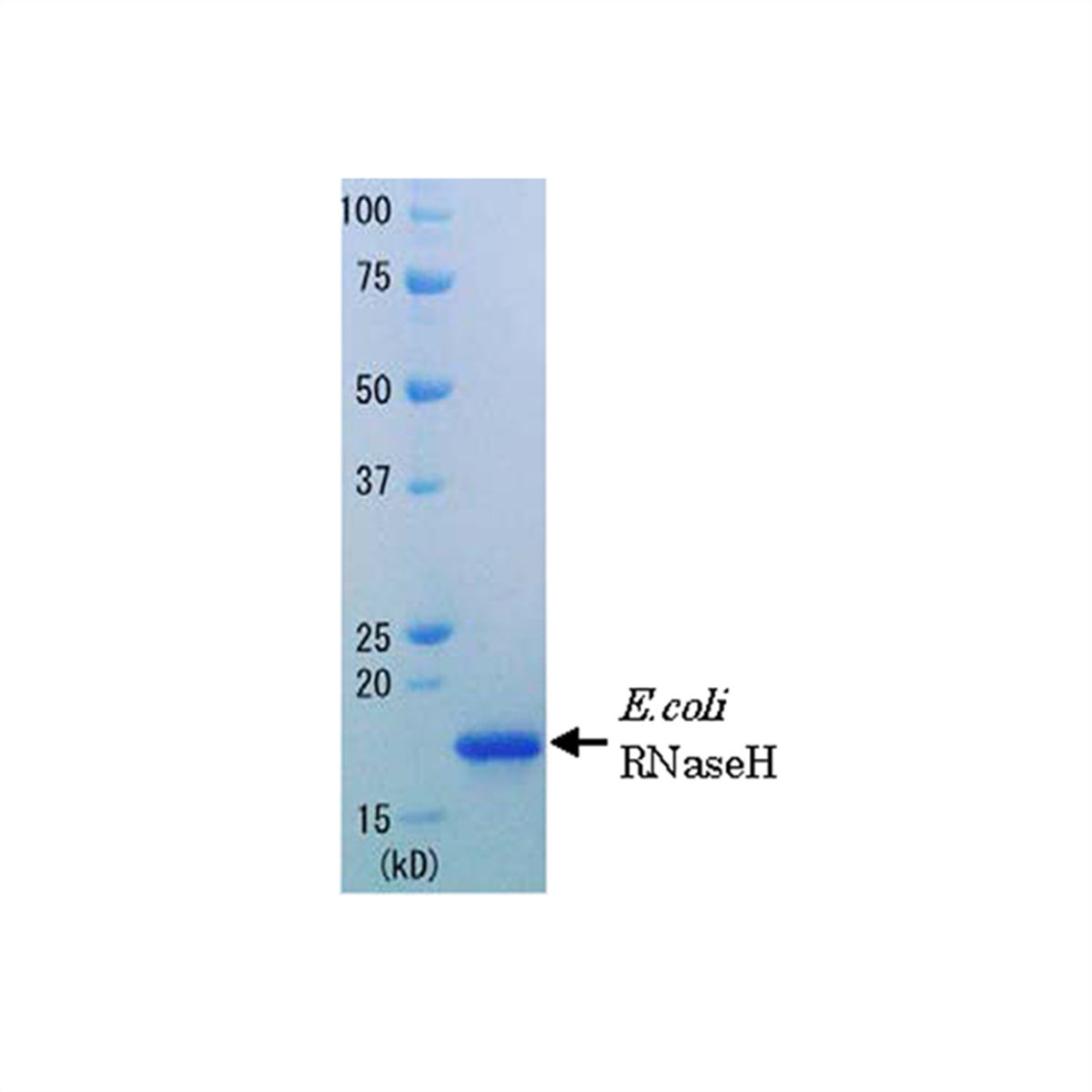 /Content/Upload/Product/FNK-XYI-75-01_1200.png
