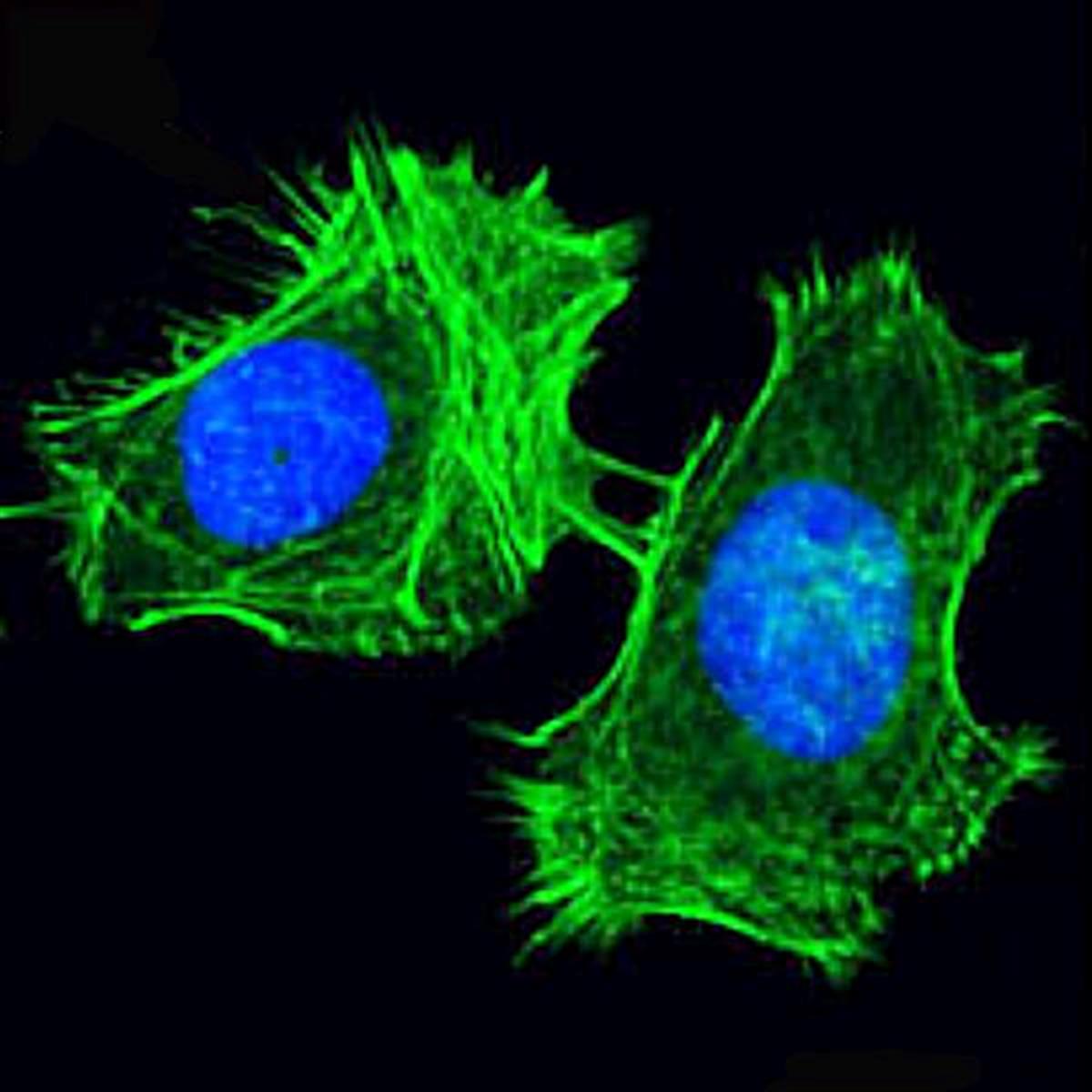 /Content/Upload/Product/FSDFluor488Phalloidin_diagnocine_1200.jpg