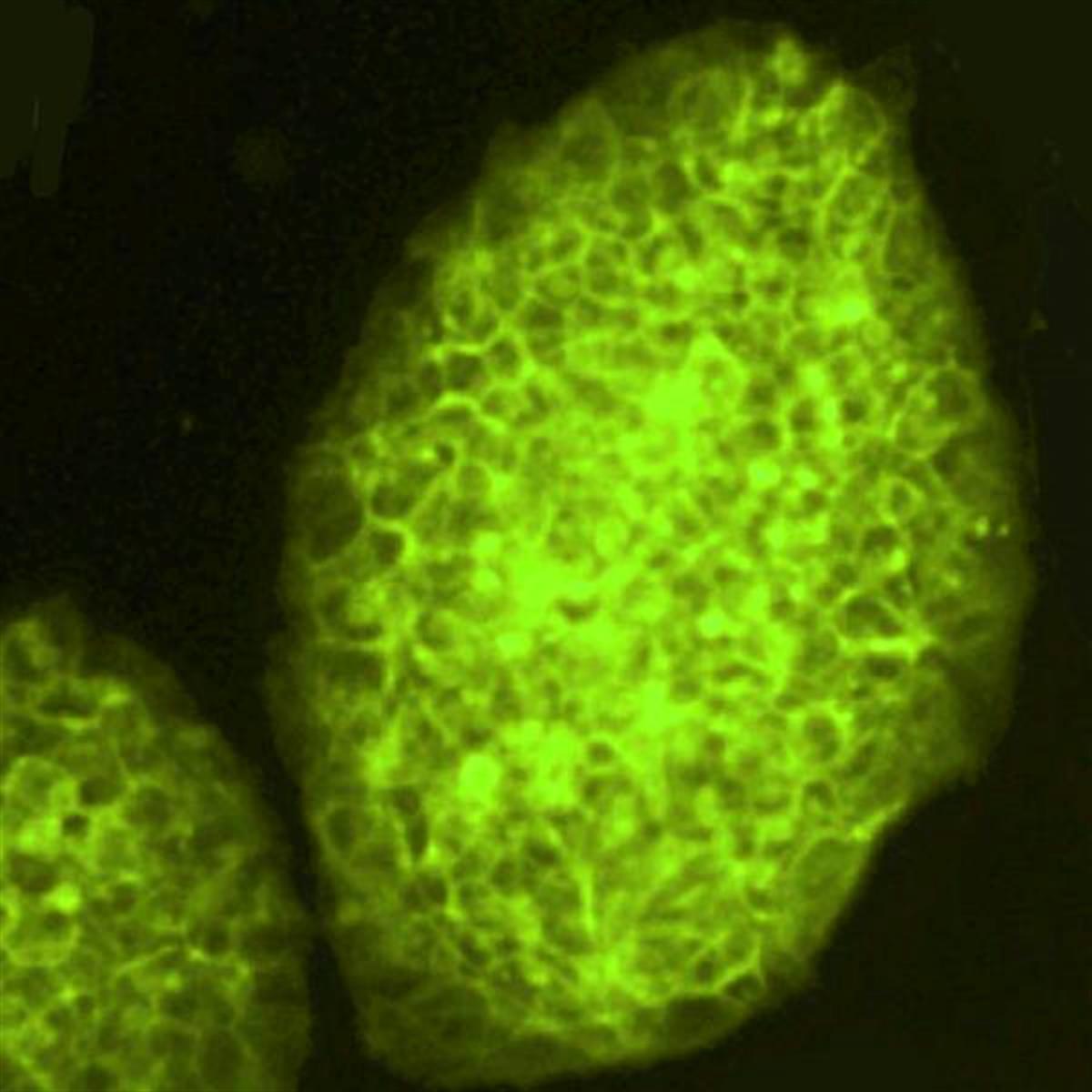 /Content/Upload/Product/Flamma496Amine_diagnocine_1200.jpg
