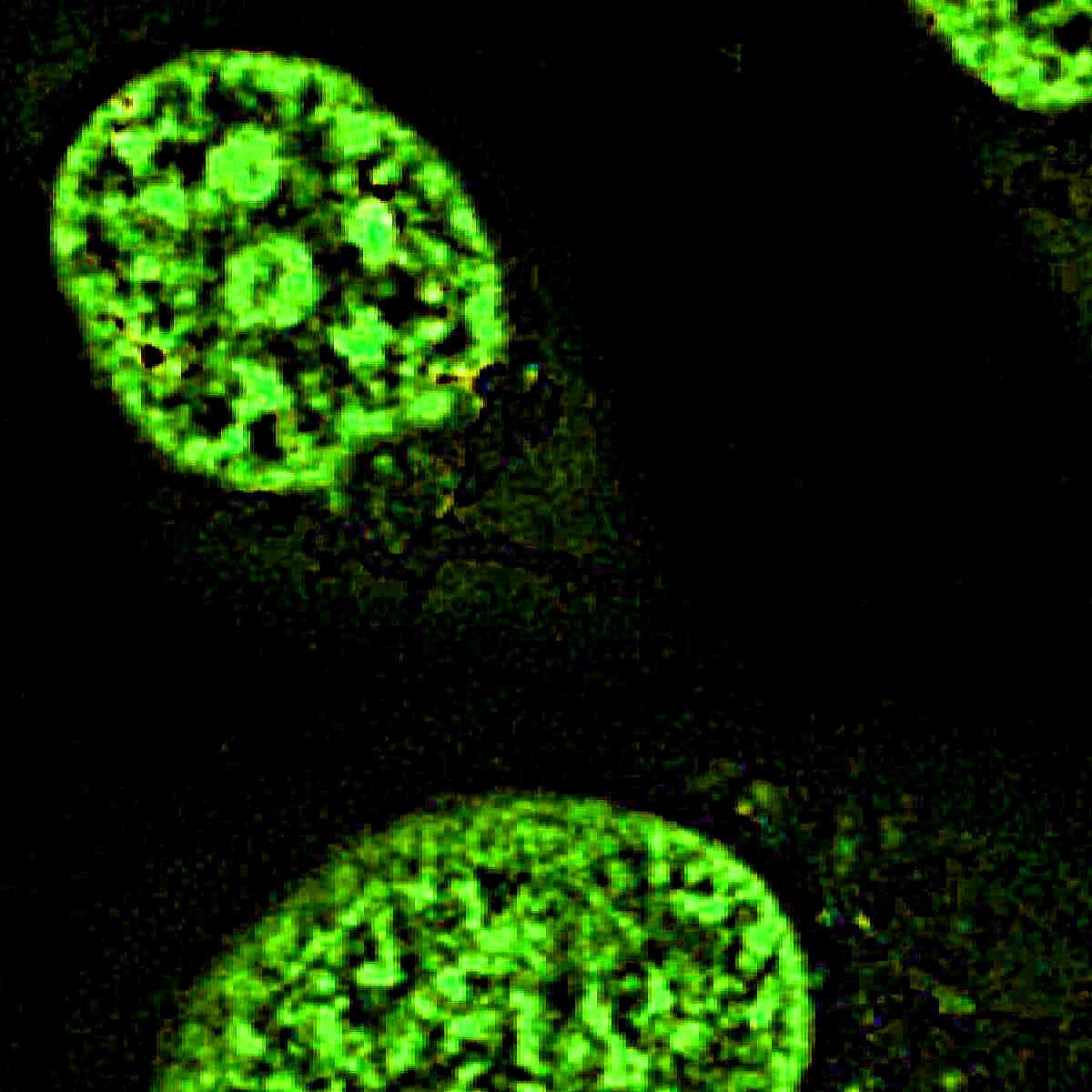/Content/Upload/Product/Flamma496Thiol_diagnocine_1200.jpg