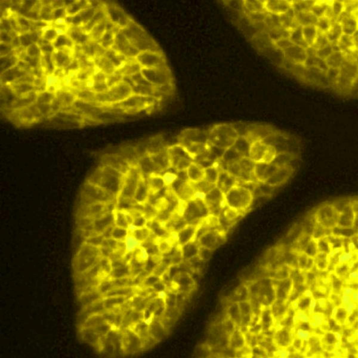 /Content/Upload/Product/Flamma552Amine_diagnocine_1200.jpg