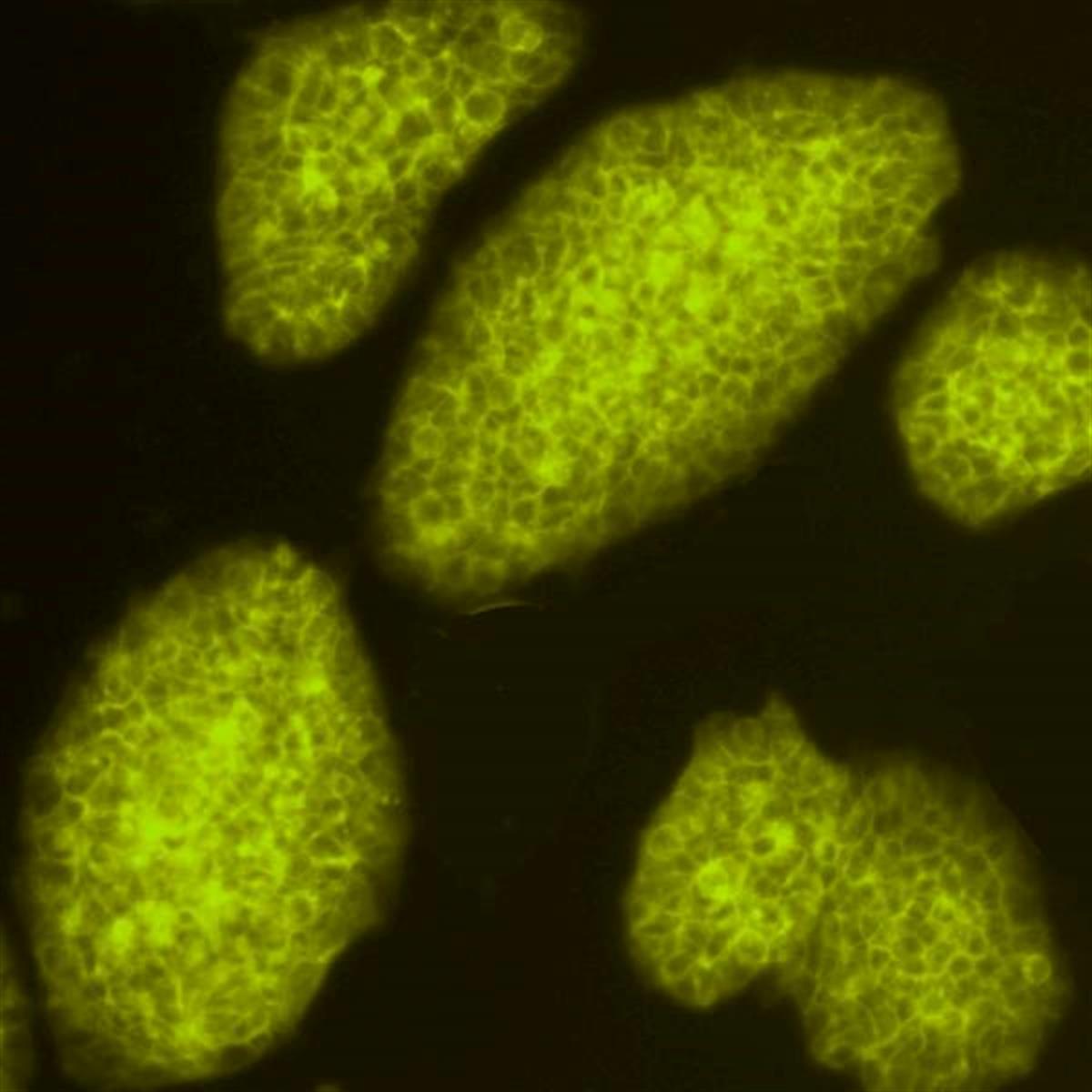 /Content/Upload/Product/Flamma552Carboxylicacid_diagnocine_1200.jpg