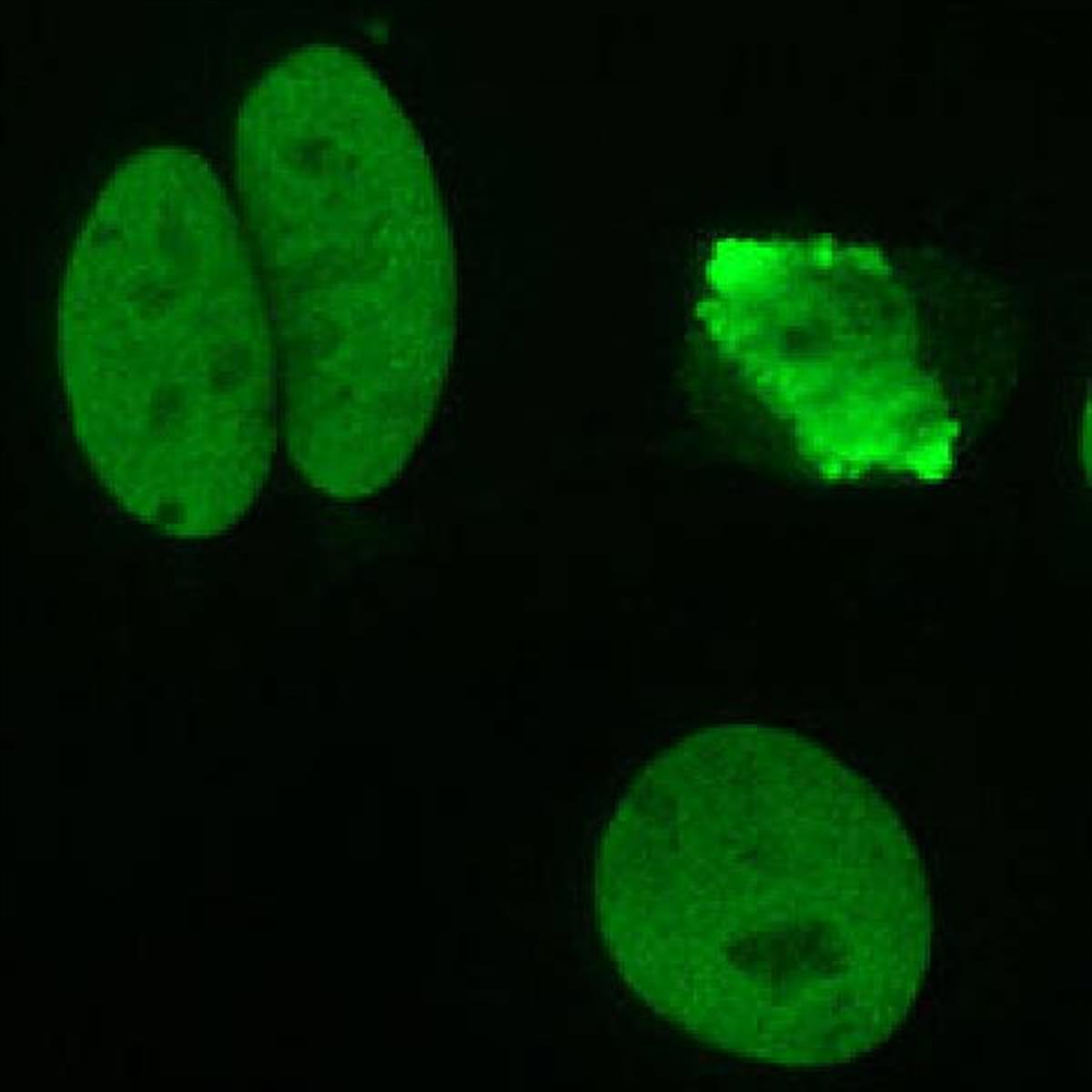 /Content/Upload/Product/Flamma552Isothiocyanate_diagnocine_1200.jpg