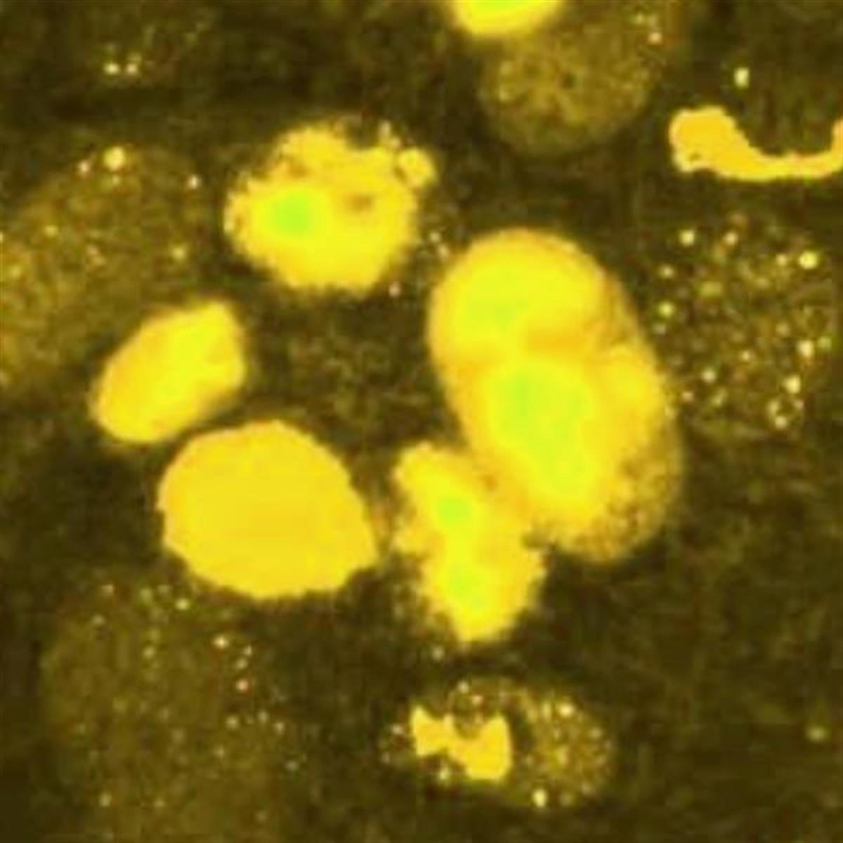 /Content/Upload/Product/Flamma552Maleimide_diagnocine_1200.jpg