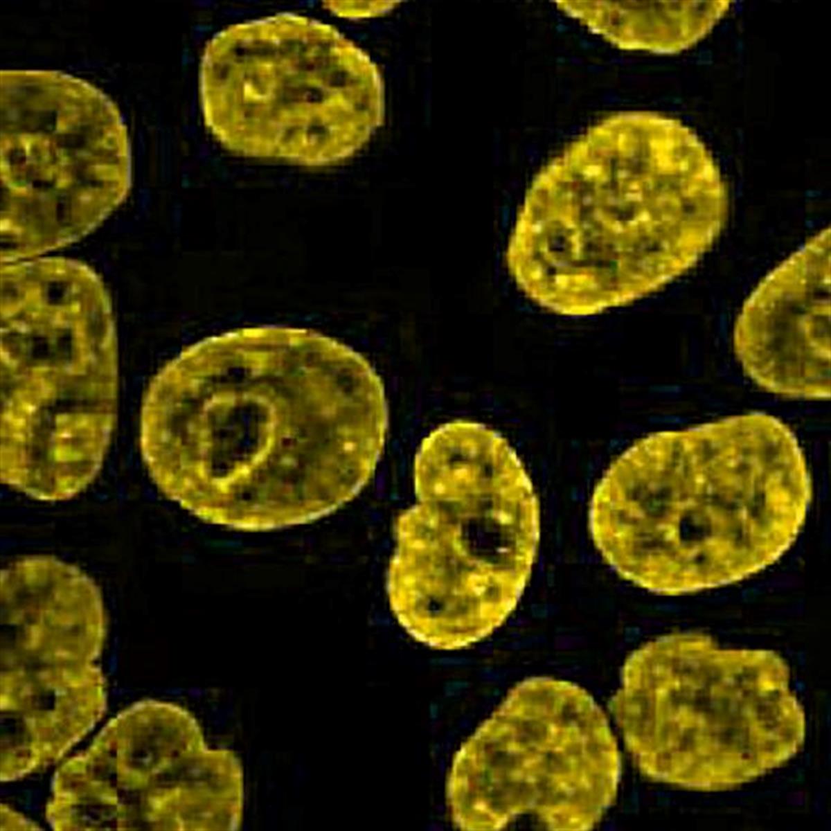 /Content/Upload/Product/Flamma552PEG4-Alkyne_diagnocine_1200.jpg