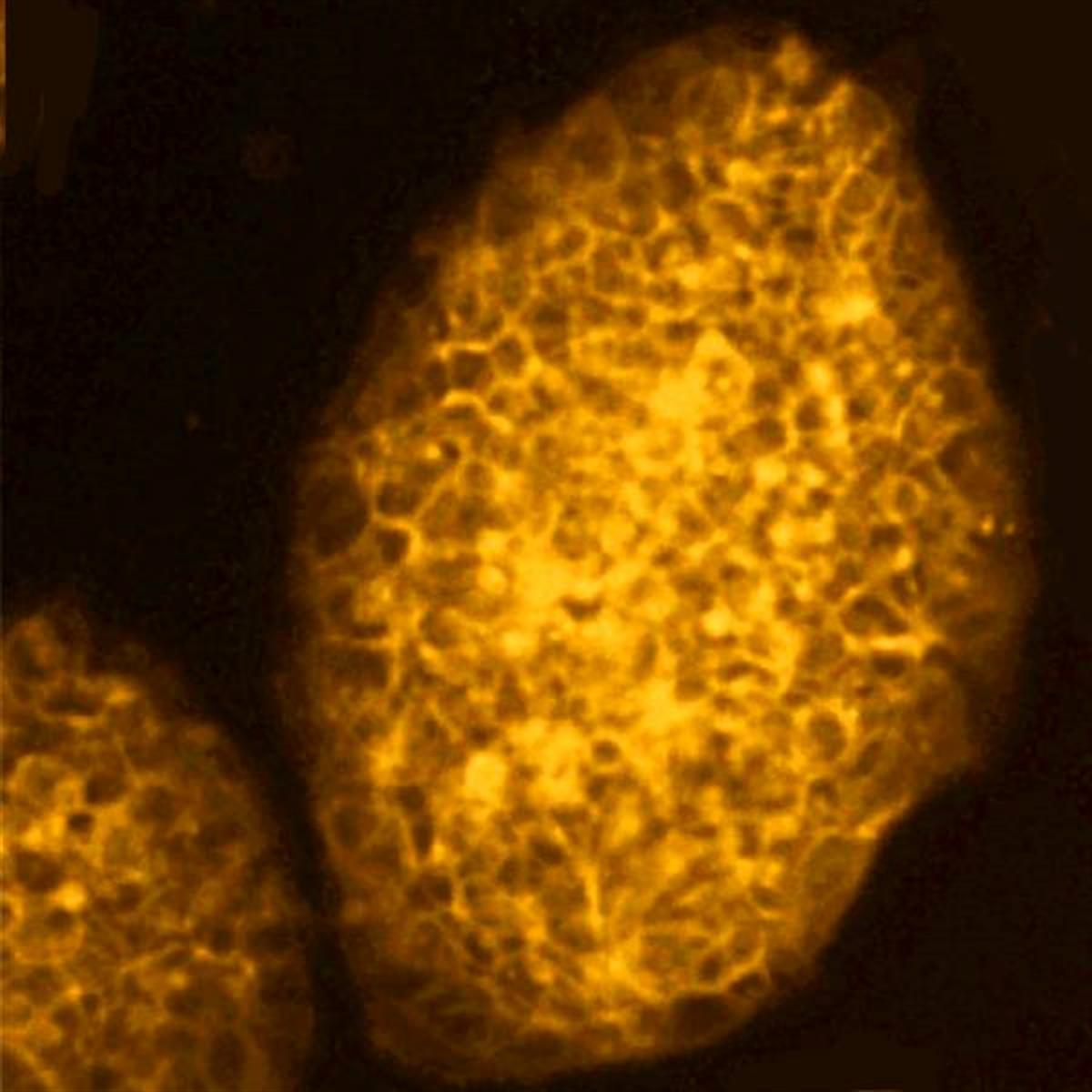 /Content/Upload/Product/Flamma581Amine_diagnocine_1200.jpg