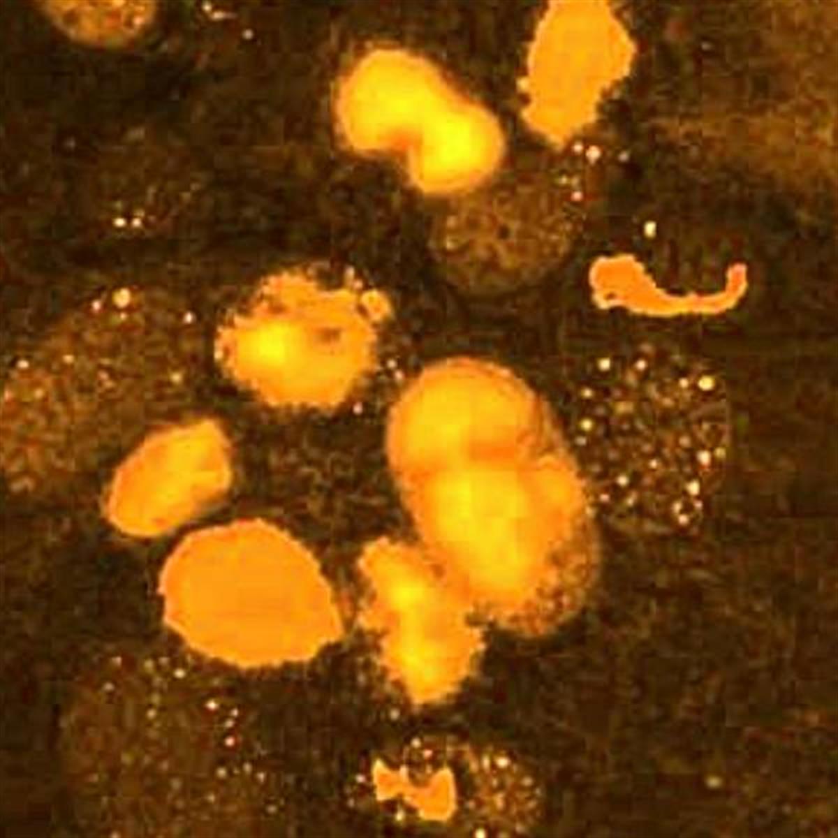 /Content/Upload/Product/Flamma581Maleimide_diagnocine_1200.jpg