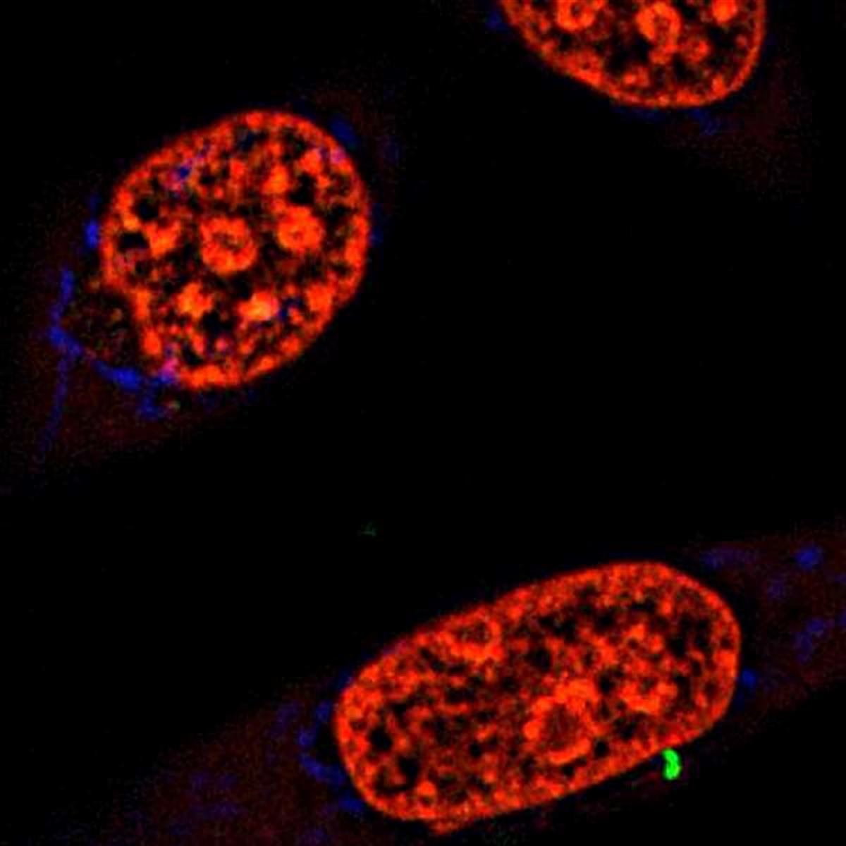 /Content/Upload/Product/Flamma648Maleimide_1200_1.jpg