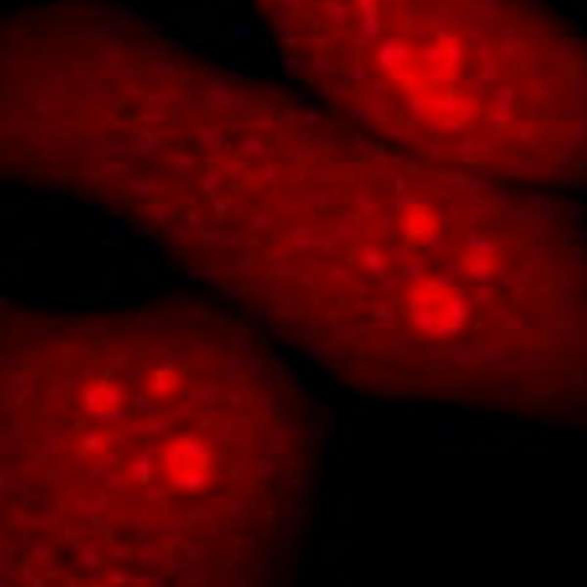 /Content/Upload/Product/Flamma648PEG4Alkyne_1200.jpg
