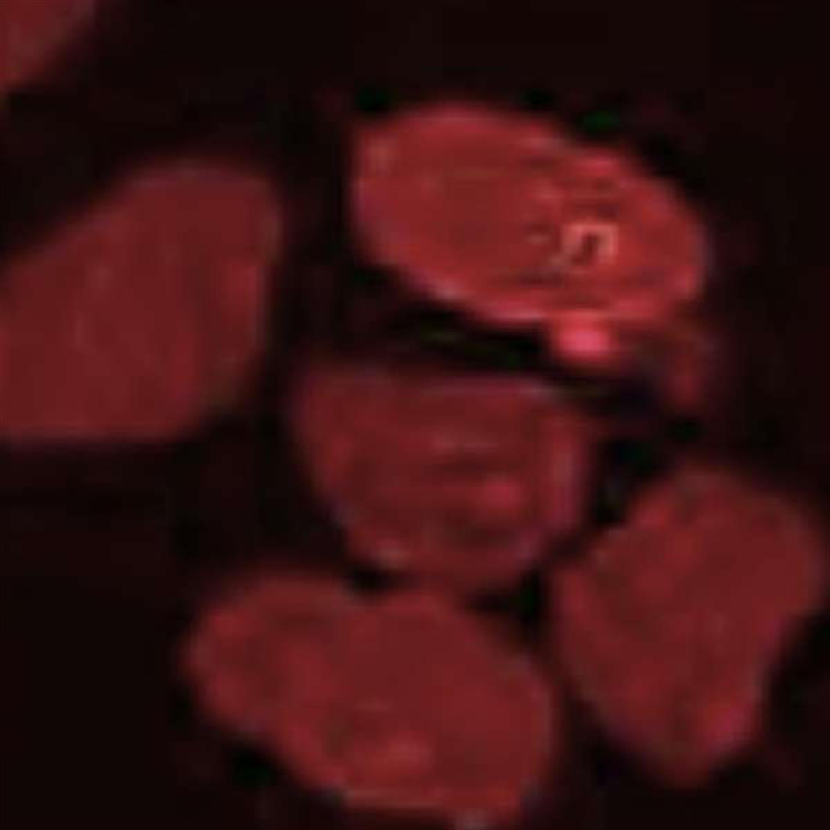 /Content/Upload/Product/Flamma675Alkyne_1200.jpg