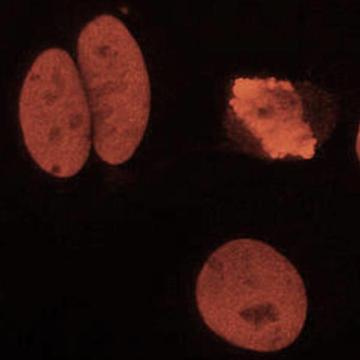 /Content/Upload/Product/Flamma675Isothiocyanate_diagnocine_1200.jpg