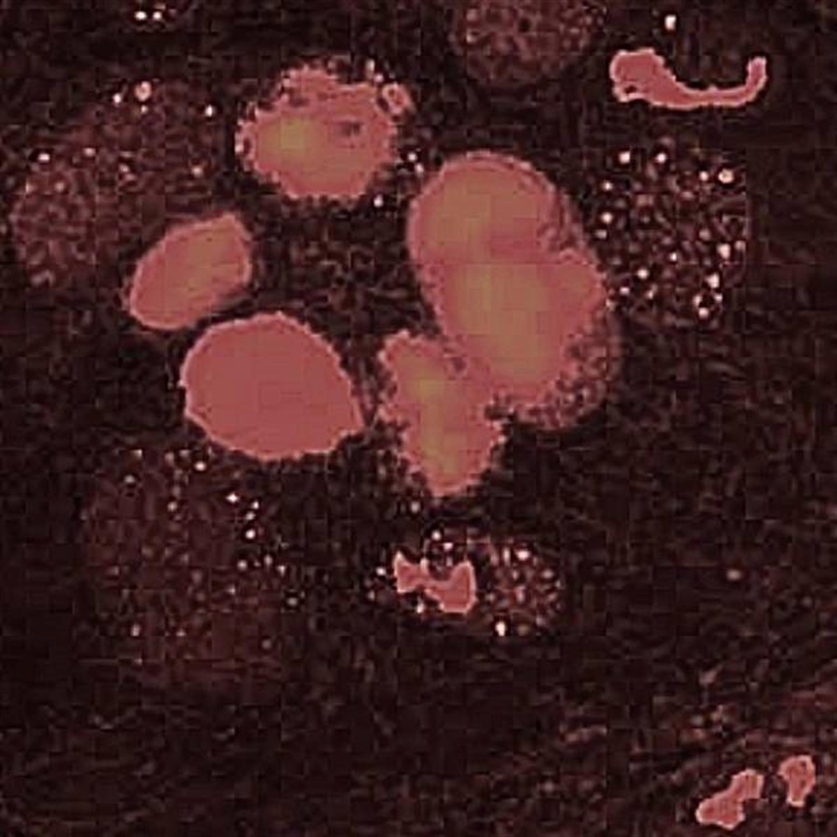 /Content/Upload/Product/Flamma675Maleimide_diagnocine_1200.jpg