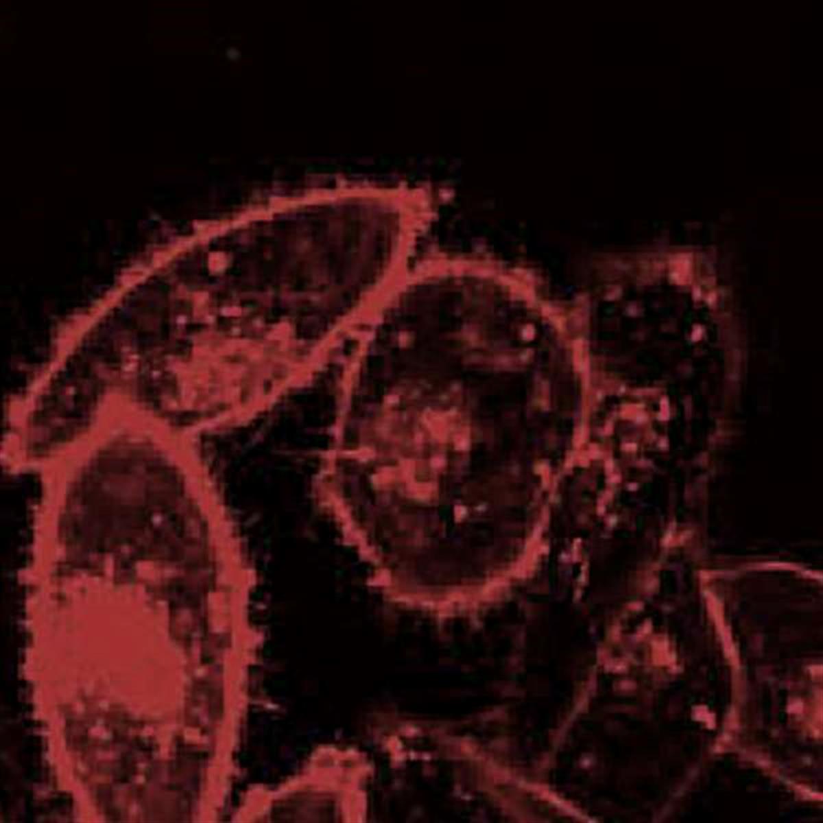 /Content/Upload/Product/Flamma675PEG4Alkyne_1200.jpg