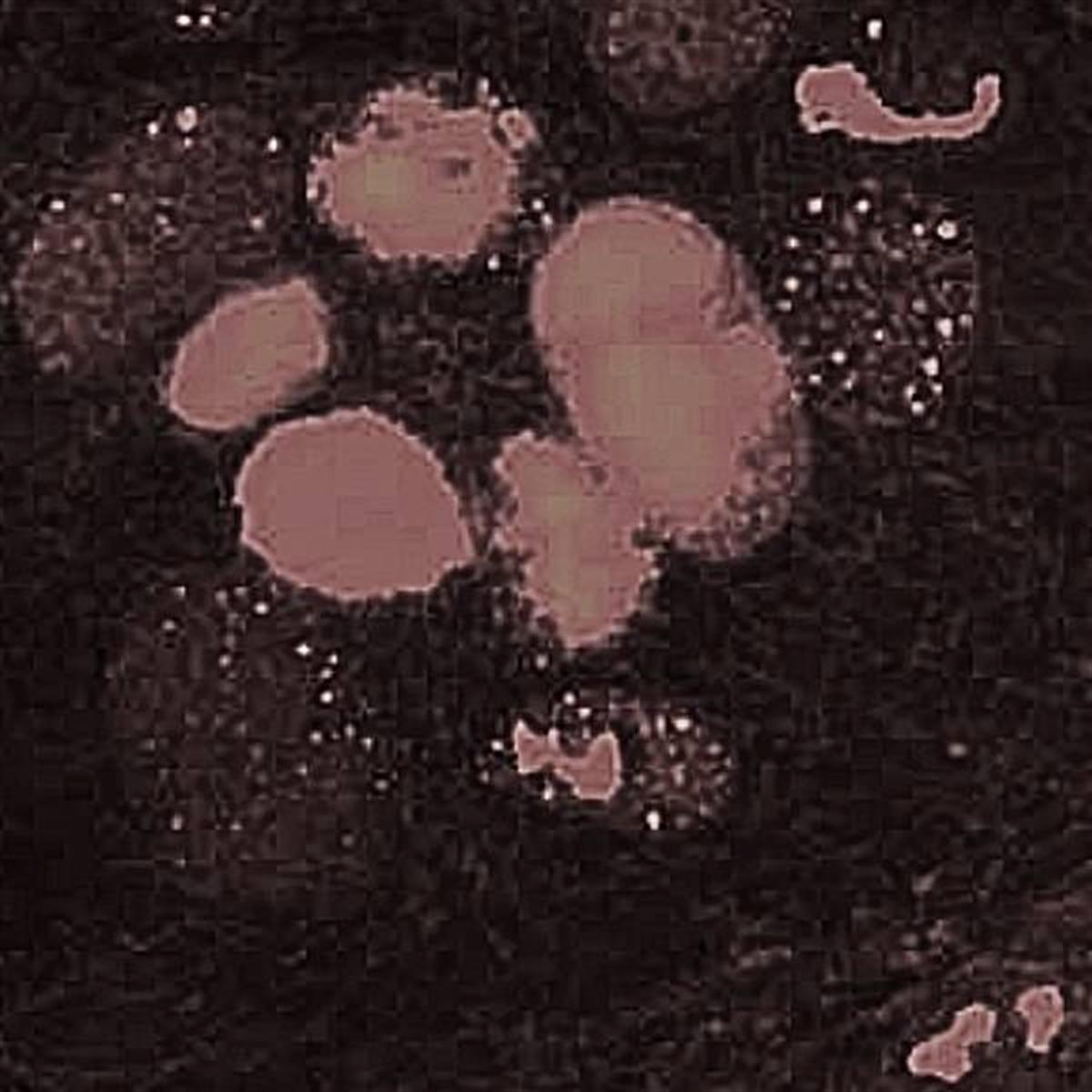 /Content/Upload/Product/Flamma749Maleimide_diagnocine_1200.jpg