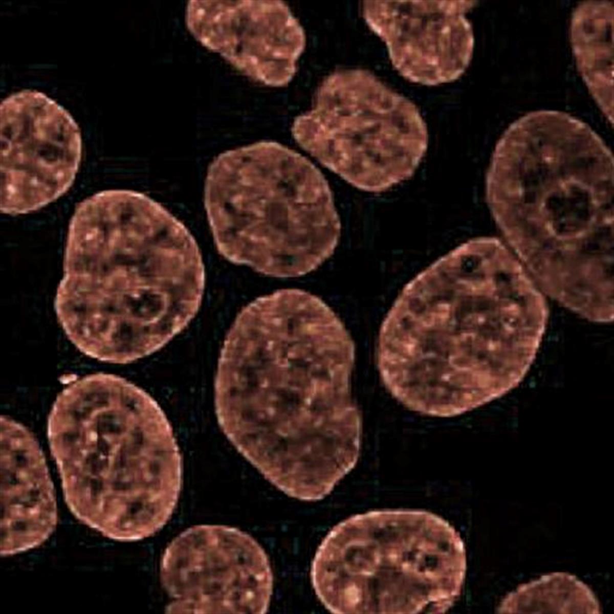 /Content/Upload/Product/Flamma749PEG4-Alkyne_diagnocine_1200.jpg