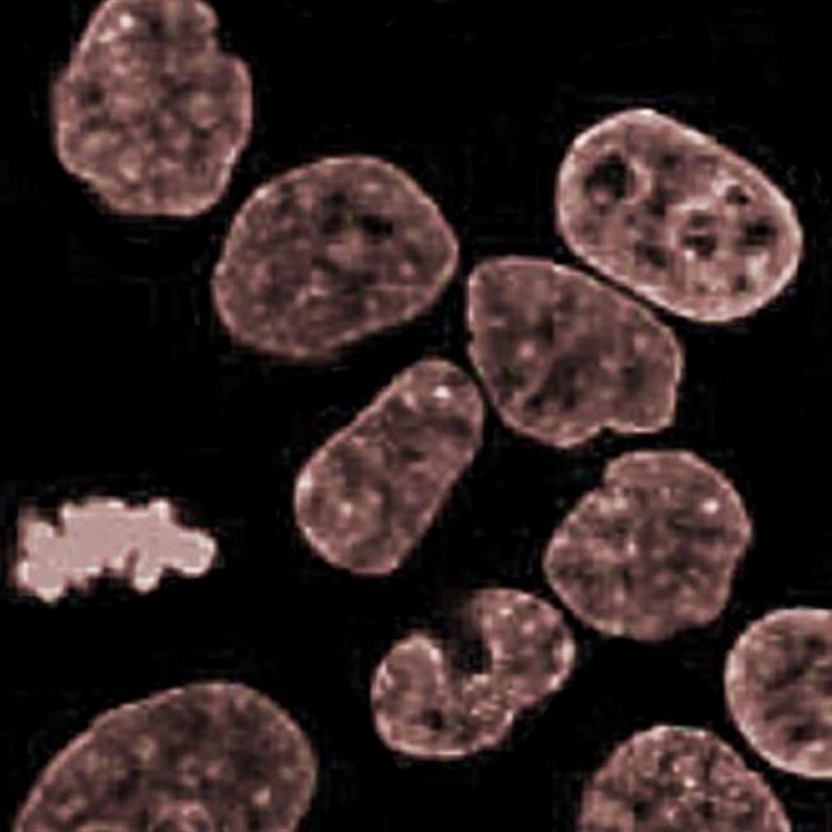 /Content/Upload/Product/Flamma774Azide_diagnocine_1200.jpg