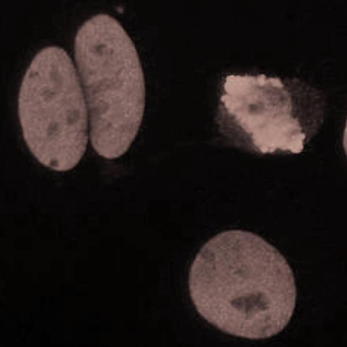 /Content/Upload/Product/Flamma774Isothiocyanate_diagnocine_1200.jpg