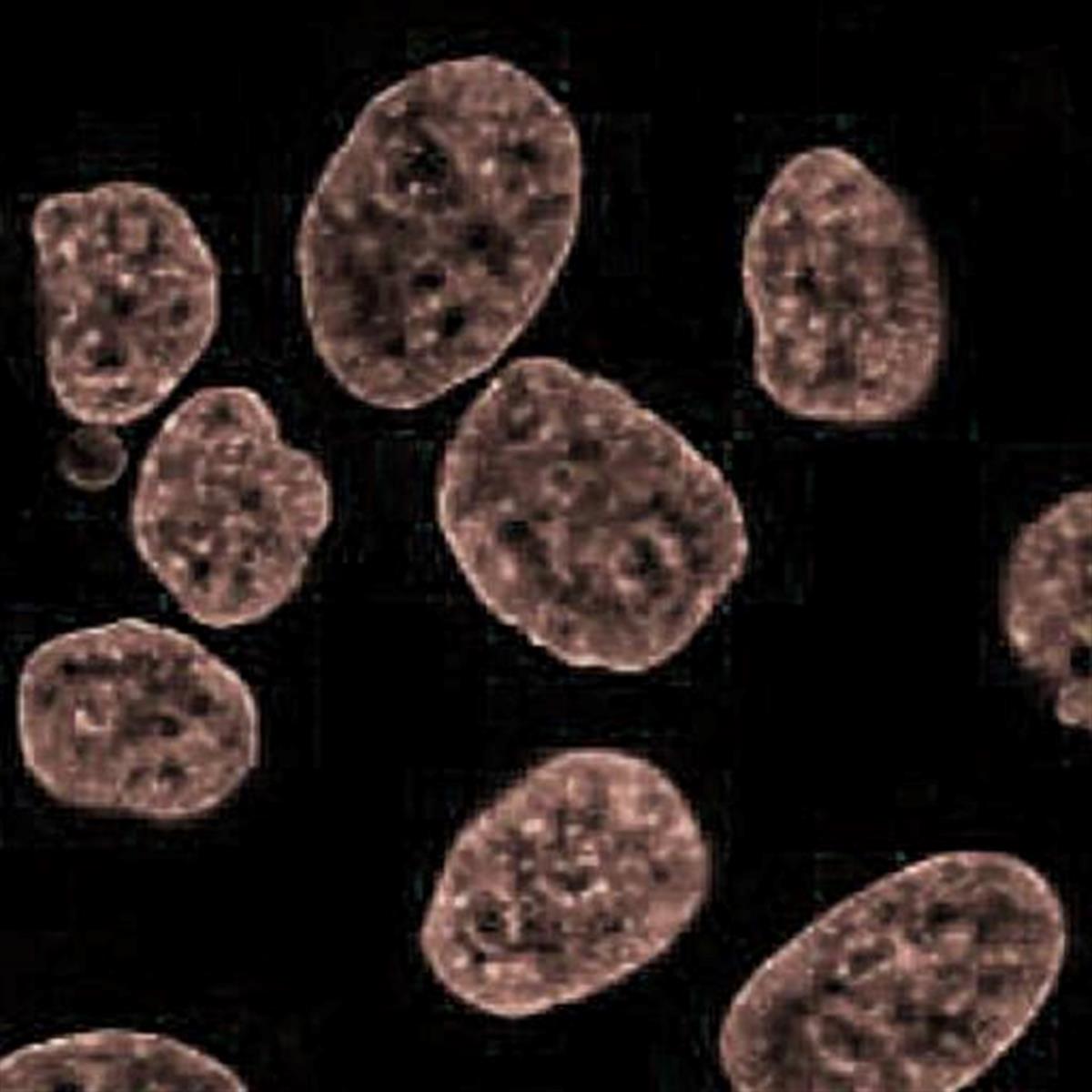/Content/Upload/Product/Flamma774PEG4-Alkyne_diagnocine_1200.jpg