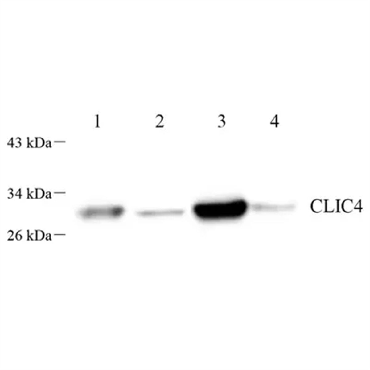 /Content/Upload/Product/GB112388-1_1200.png