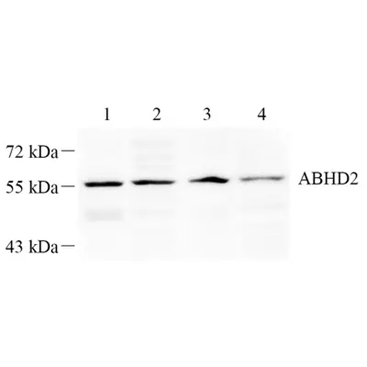 /Content/Upload/Product/GB112406-1_1200.png