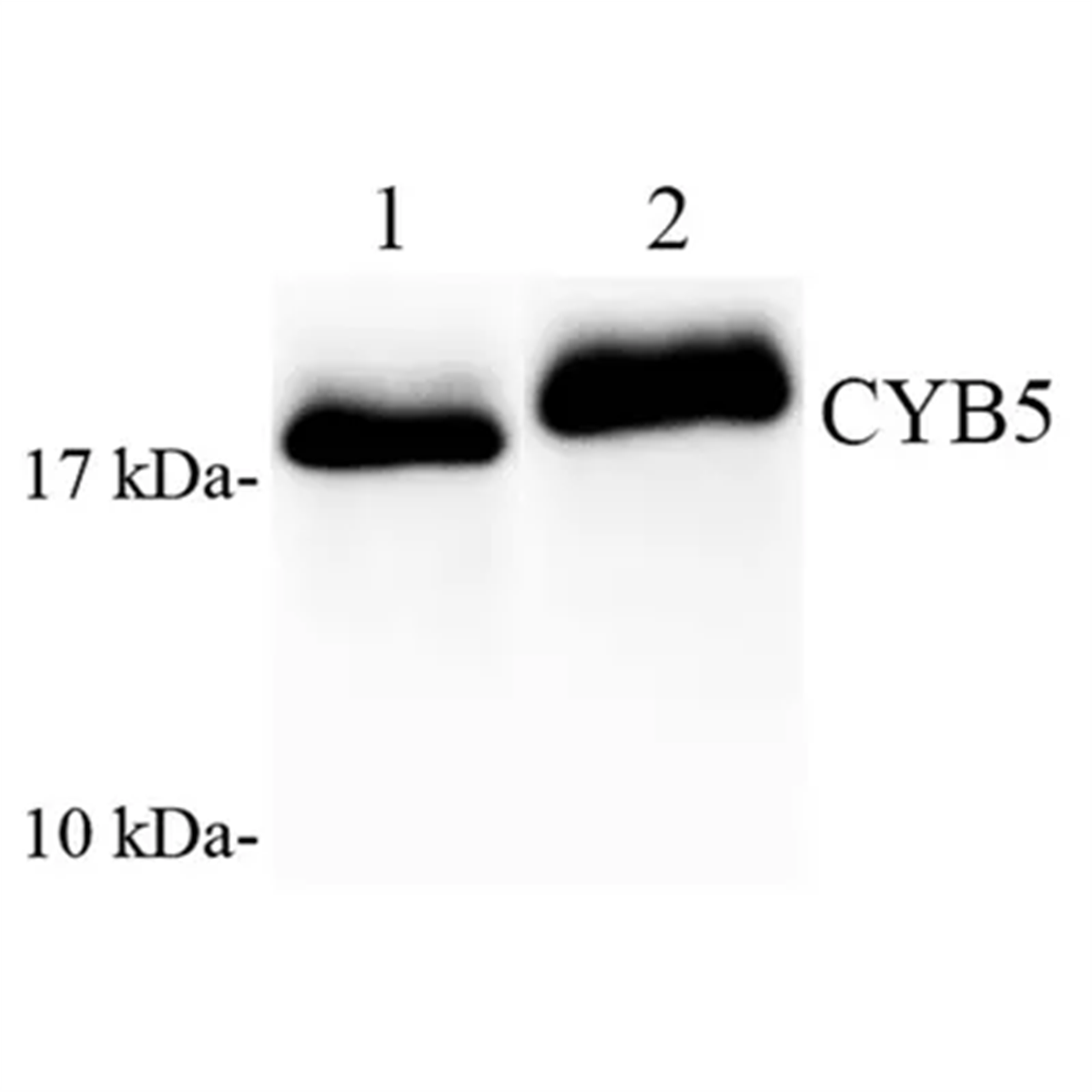/Content/Upload/Product/GB112409-1_1200.png