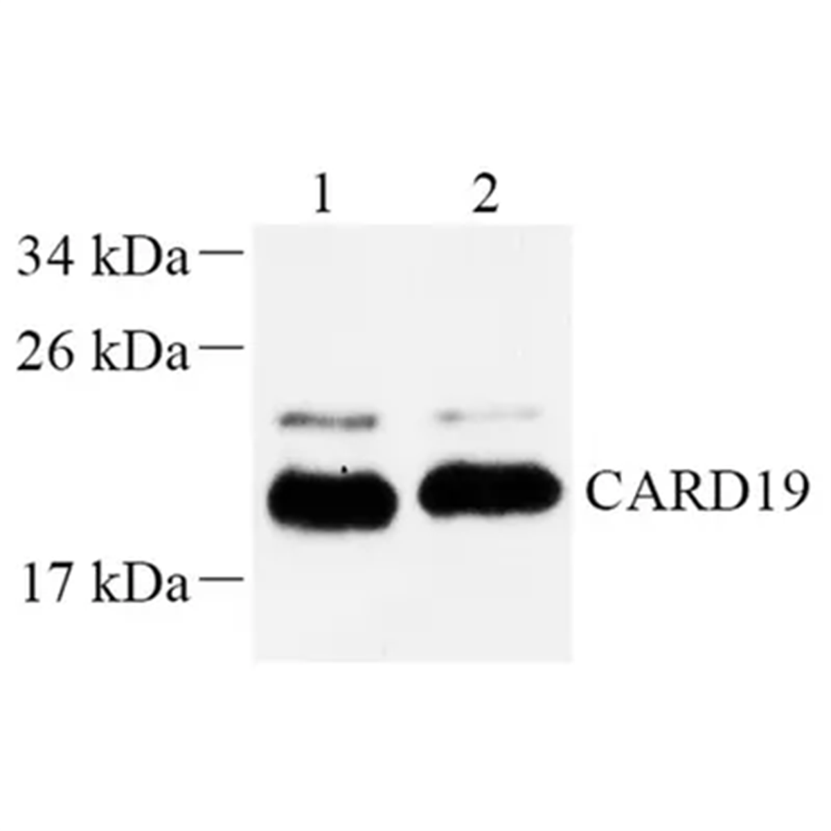 /Content/Upload/Product/GB112417-1_1200.png