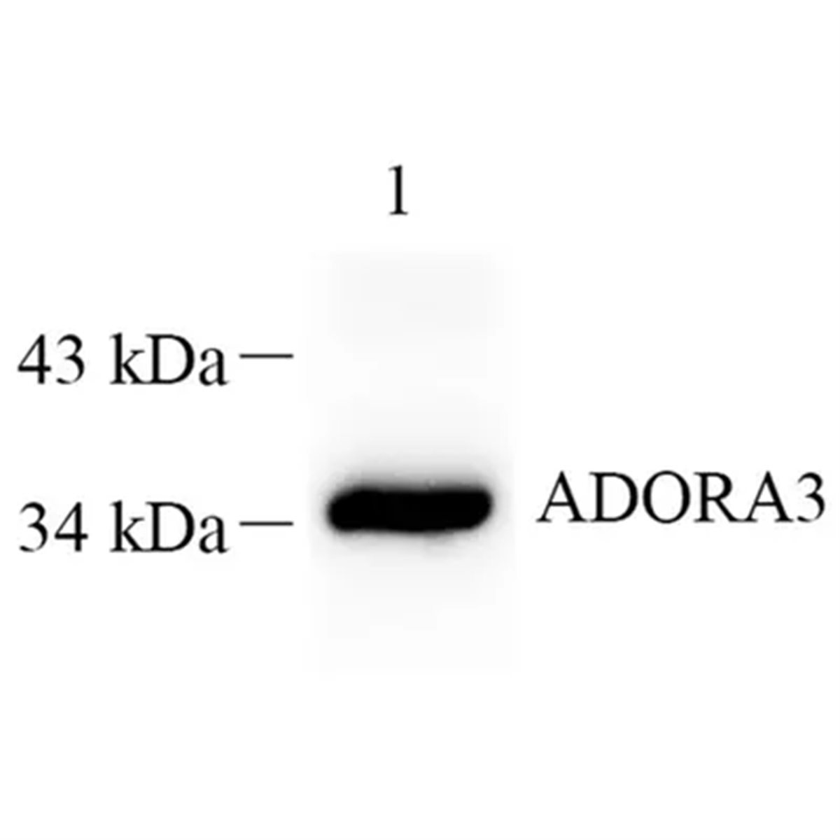 /Content/Upload/Product/GB112420-1_1200.png
