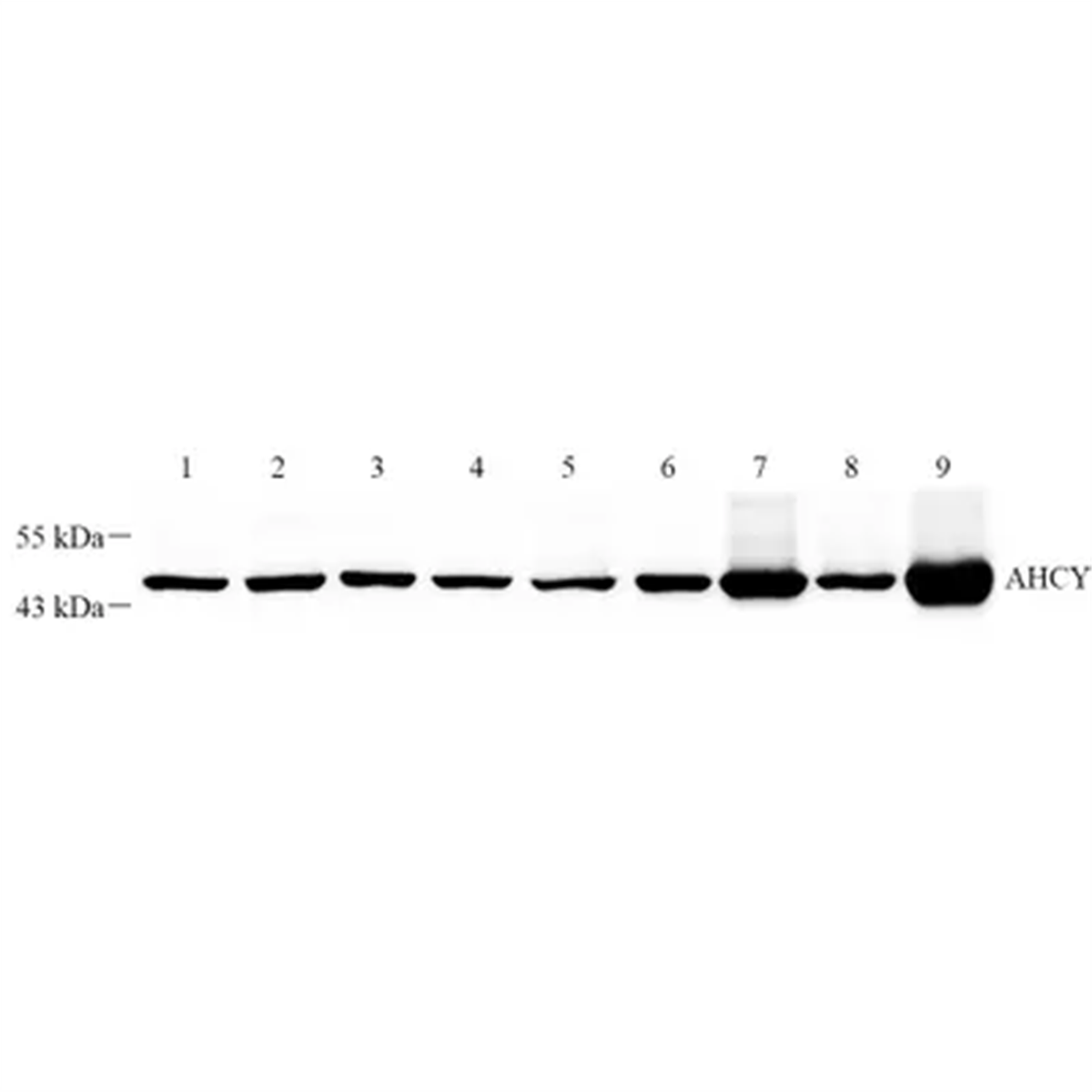 /Content/Upload/Product/GB112423-1_1200.png