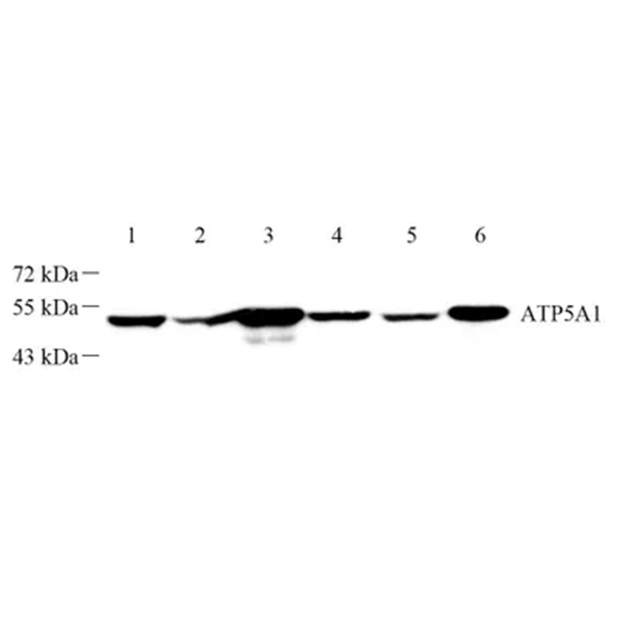 /Content/Upload/Product/GB112433-1_1200.png
