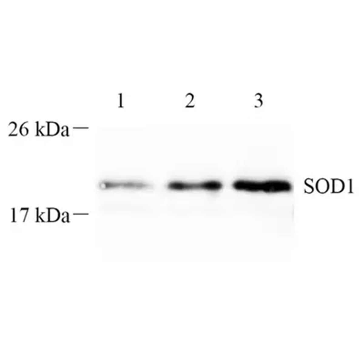 /Content/Upload/Product/GB112451-1_1200.png