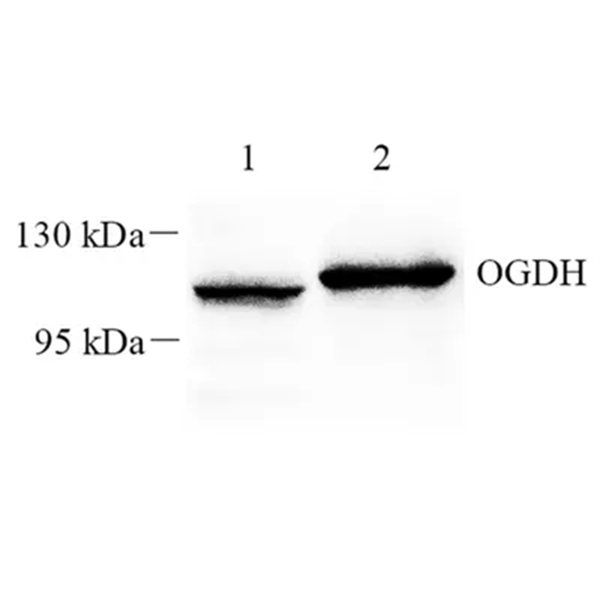 /Content/Upload/Product/GB112455-1_1200.png
