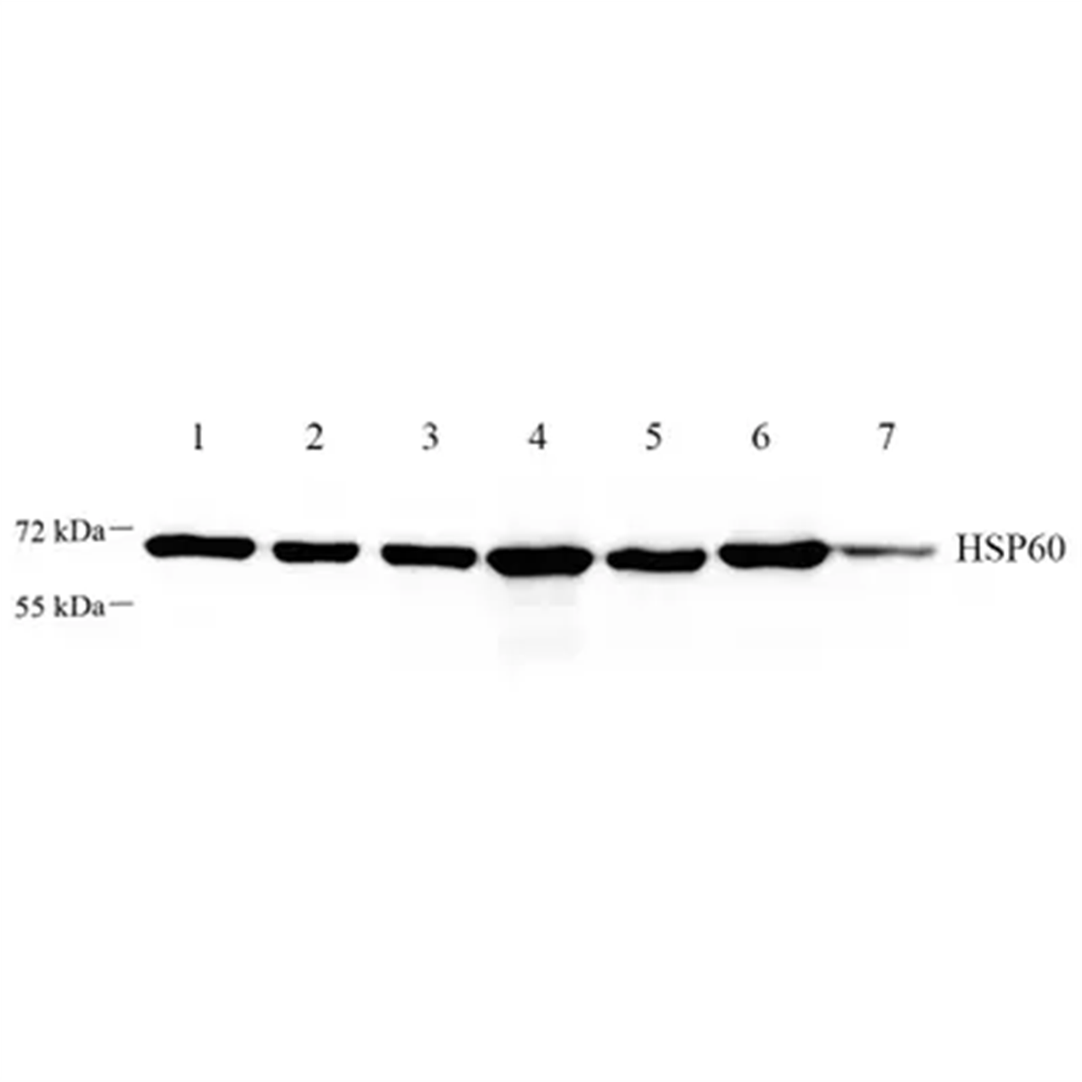 /Content/Upload/Product/GB112464-1_1200.png