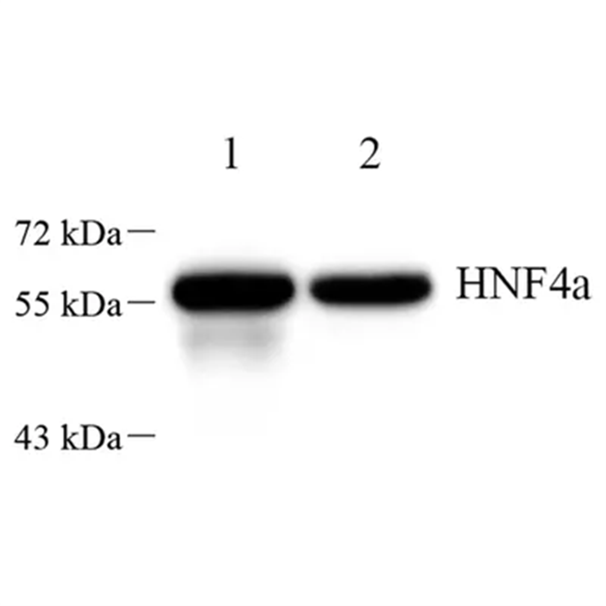 /Content/Upload/Product/GB112482-1_1200.png