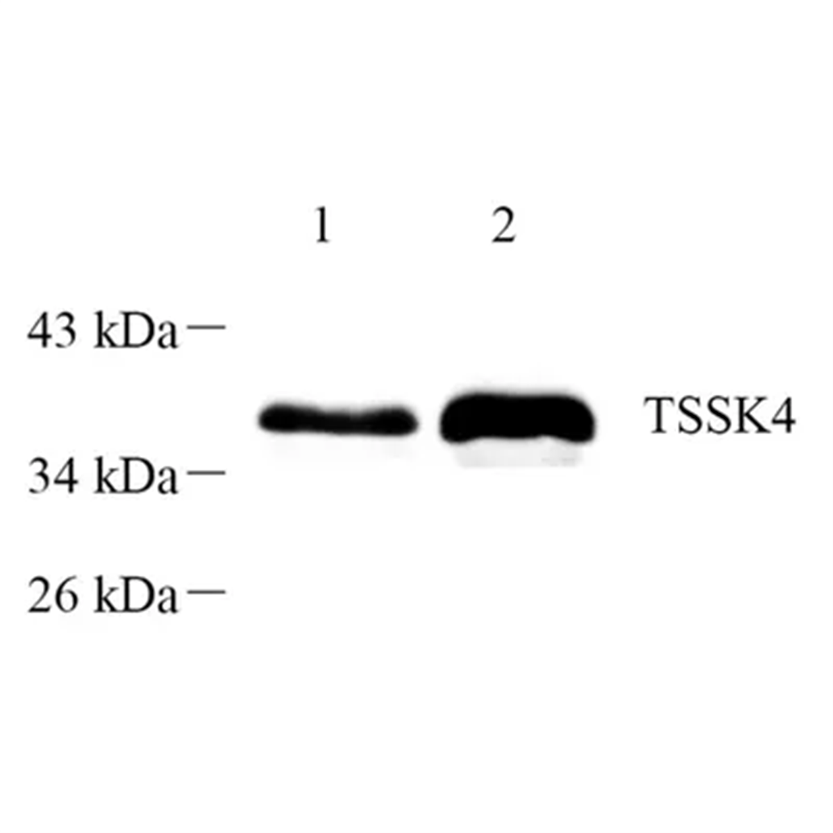 /Content/Upload/Product/GB112483-1_1200.png