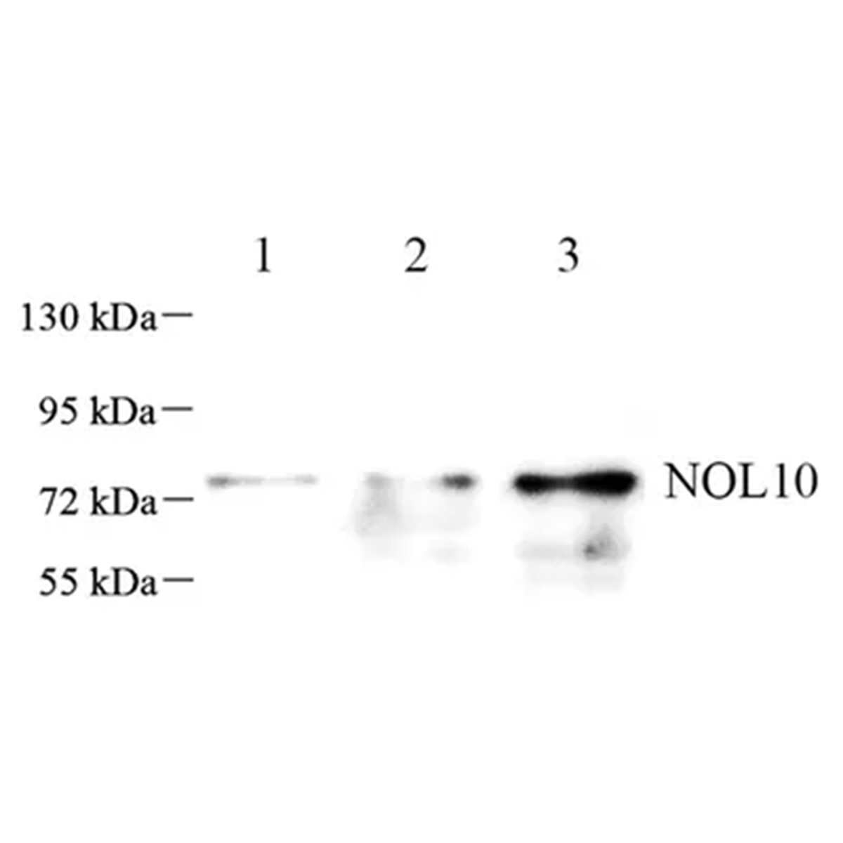 /Content/Upload/Product/GB112484-1_1200.png