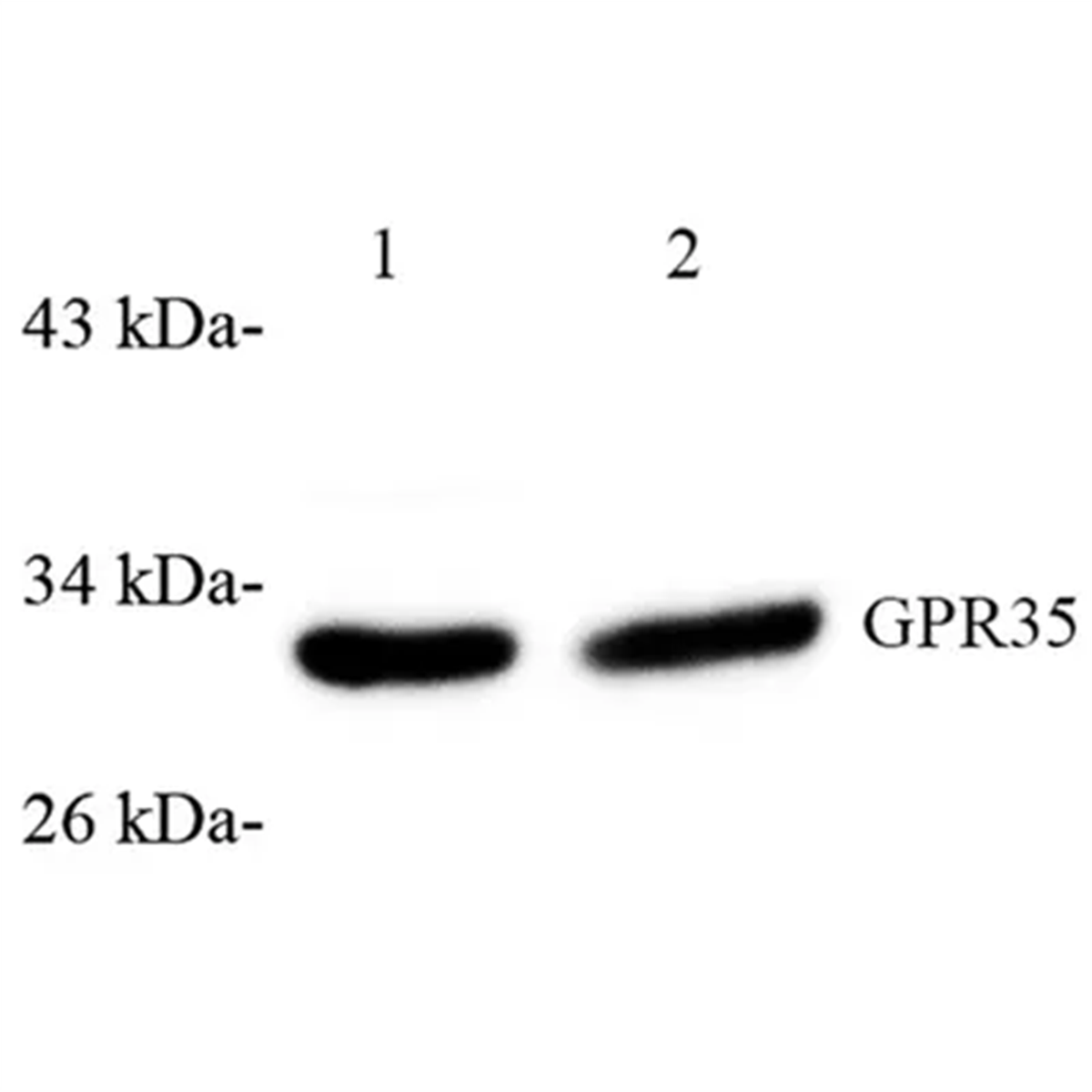 /Content/Upload/Product/GB112618_1200.png