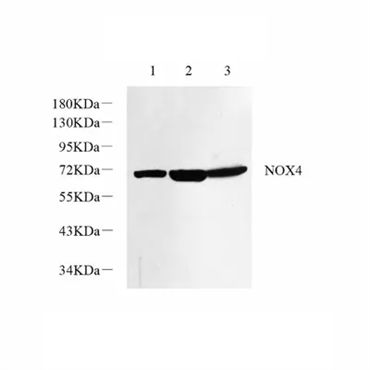 /Content/Upload/Product/GB11347_1200.png