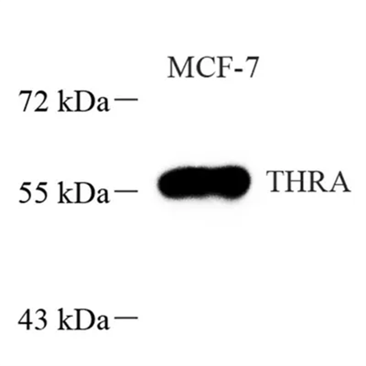 /Content/Upload/Product/GB113551_1200.png