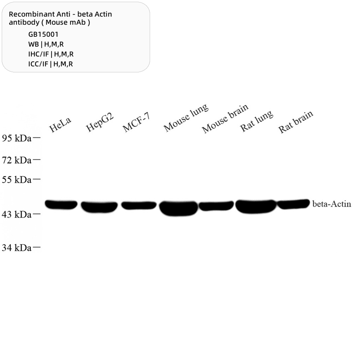 /Content/Upload/Product/GB15001-100-1_1200.png
