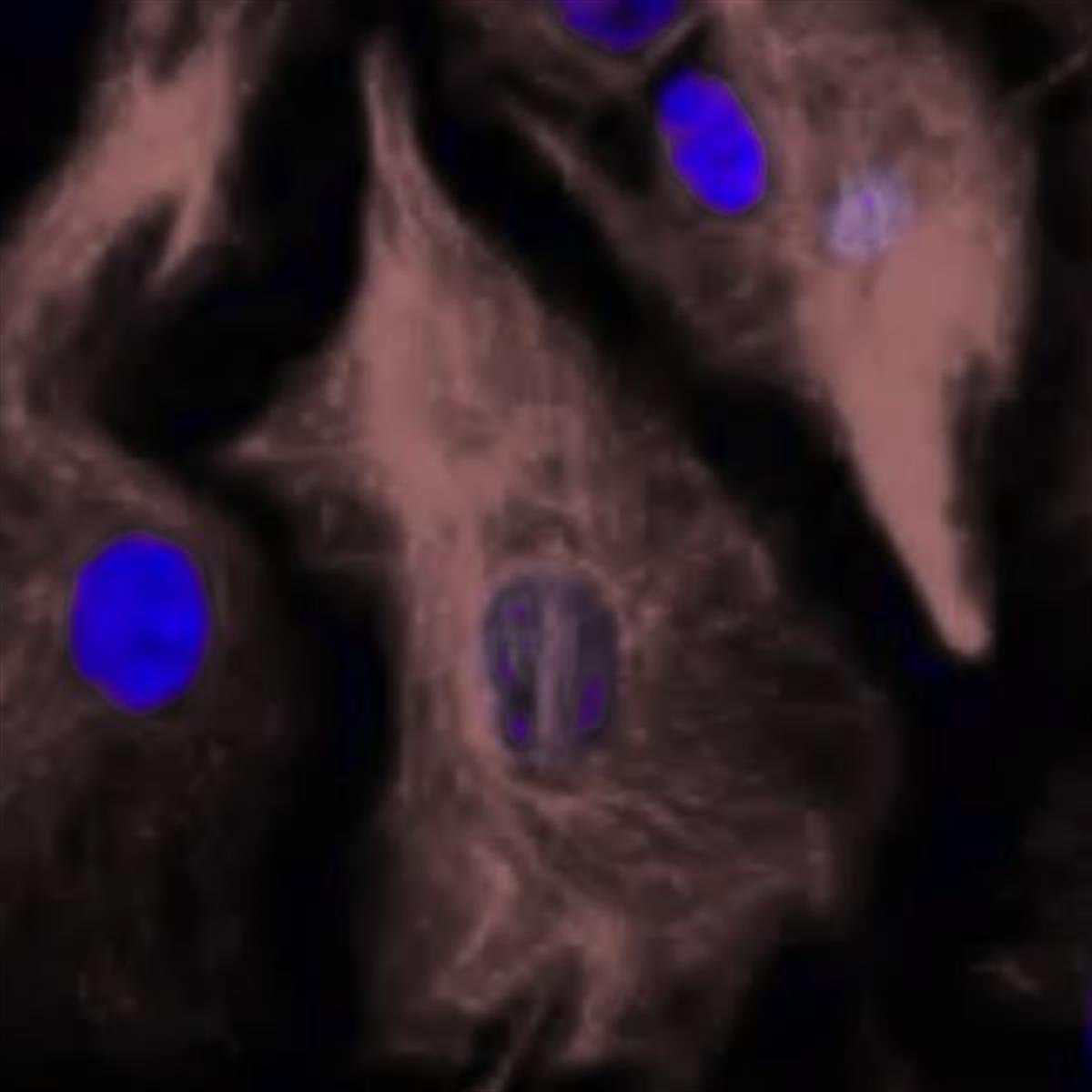/Content/Upload/Product/Goatanti-rabbitIgGFSD680_diagnocine_1200.jpg