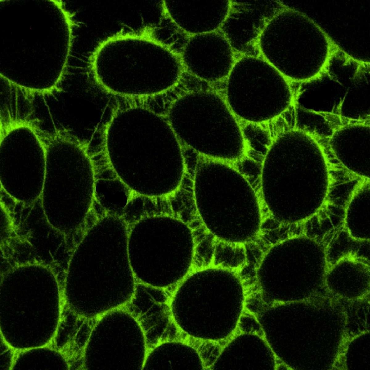 /Content/Upload/Product/GreenCellMembrane_1200_1.jpg
