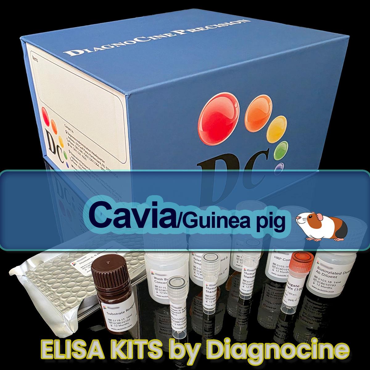 /Content/Upload/Product/Guineapig_ELISA_kits_Diagnocine_1200(23).jpg