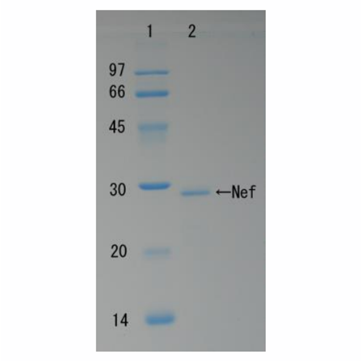 /Content/Upload/Product/HIV-1_Nef-1_1200.png