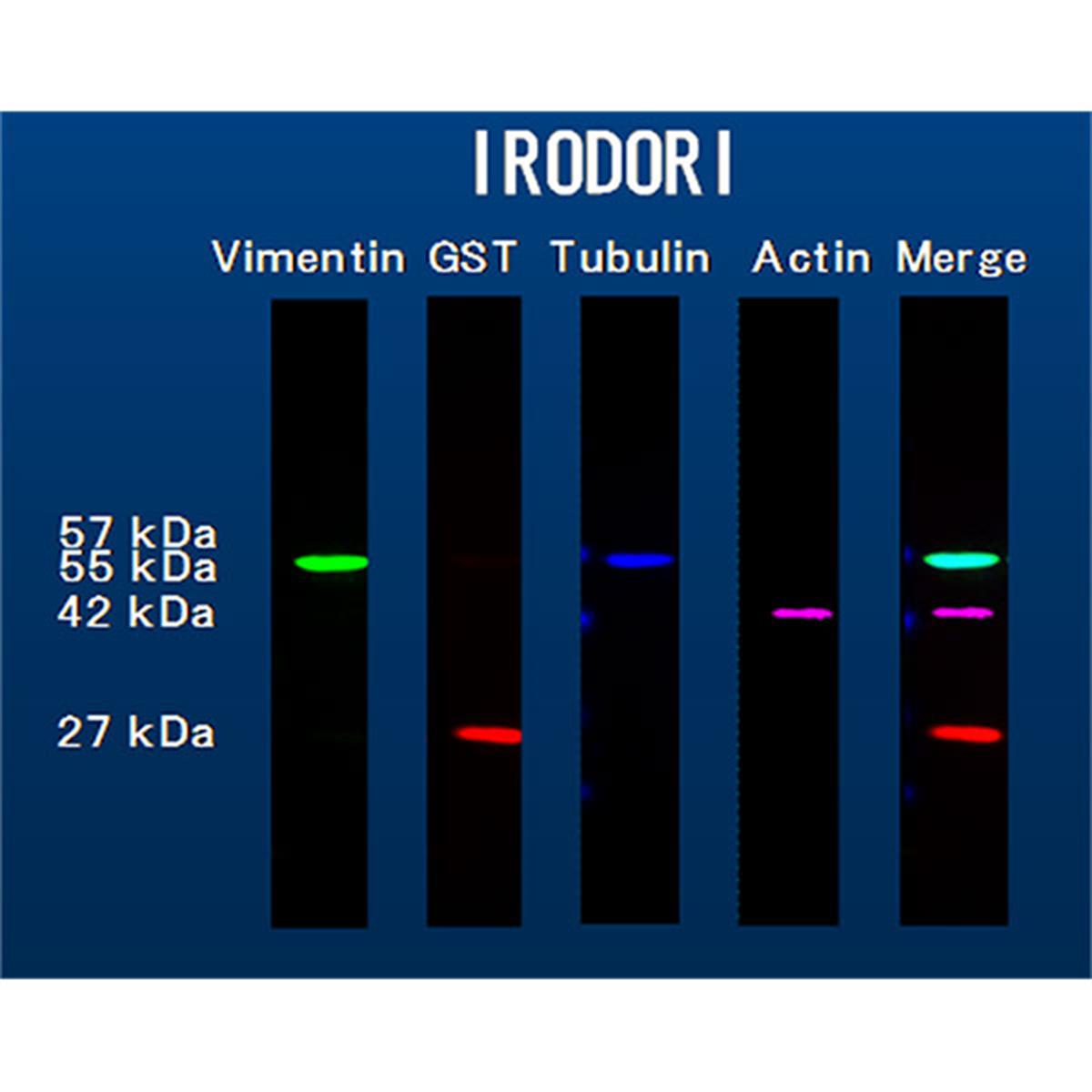 /Content/Upload/Product/HRP-labelled-MAD-Reagent_w600_Diagnocine_1200_1.jpg