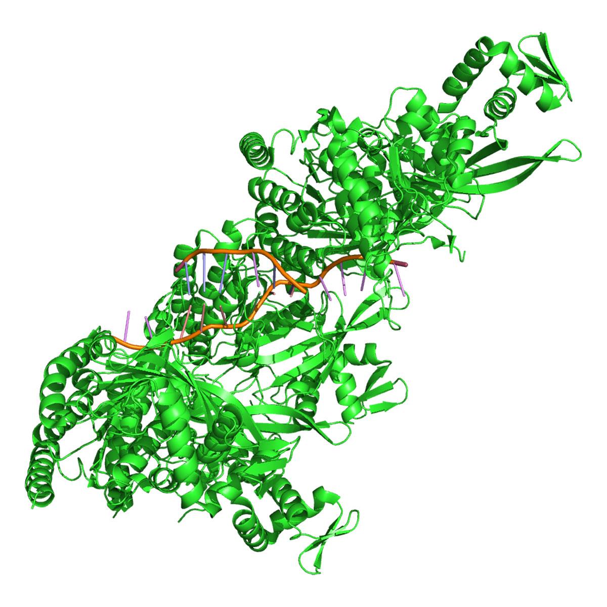 /Content/Upload/Product/Homologous_recombination_3cmt_1200.jpg