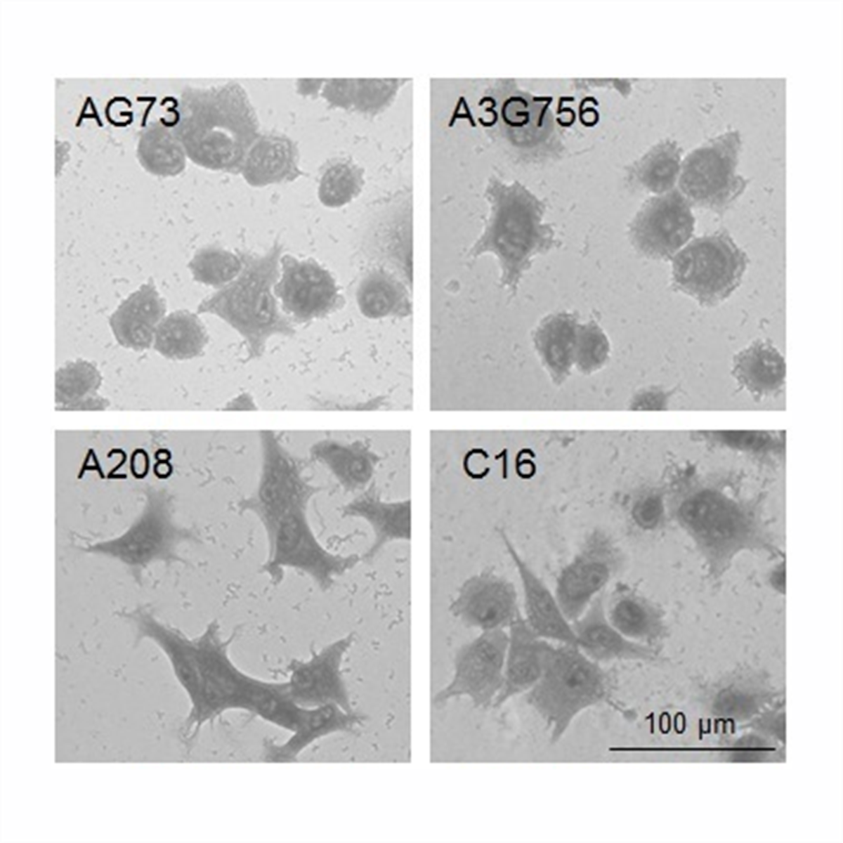 /Content/Upload/Product/Laminin_binding_peptide-1_1200_1200_1200.png
